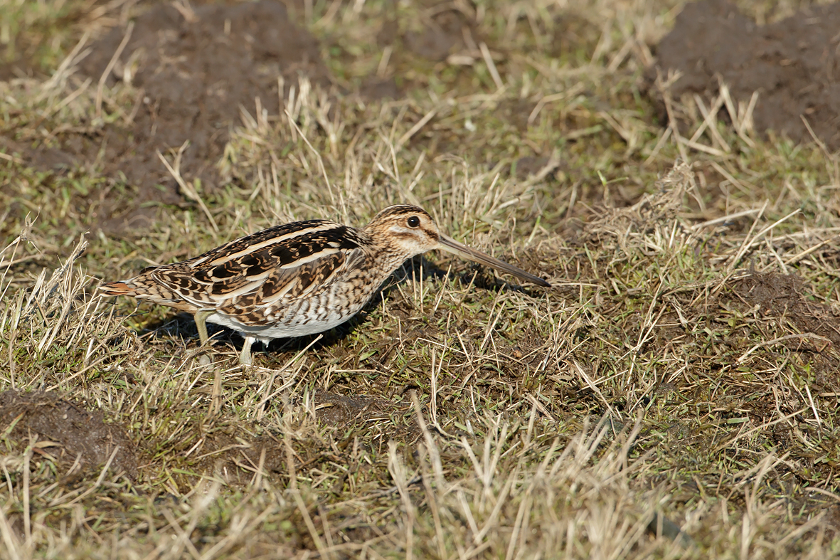 Gallinago gallinago Common Snipe Watersnip